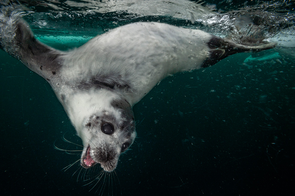 タテゴトアザラシ 薄くなる氷の上で | ナショナル ジオグラフィック