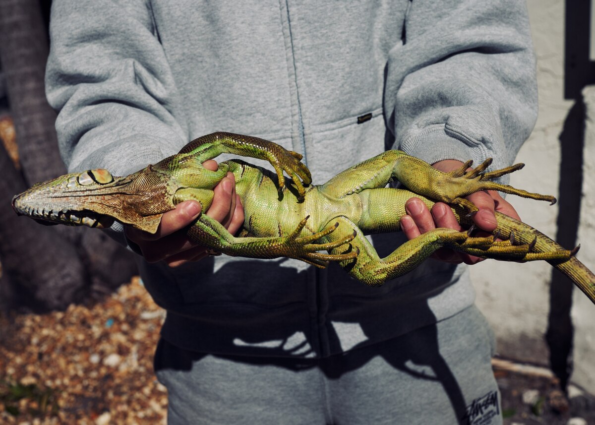 ナショナルジオグラフィック日本版サイト