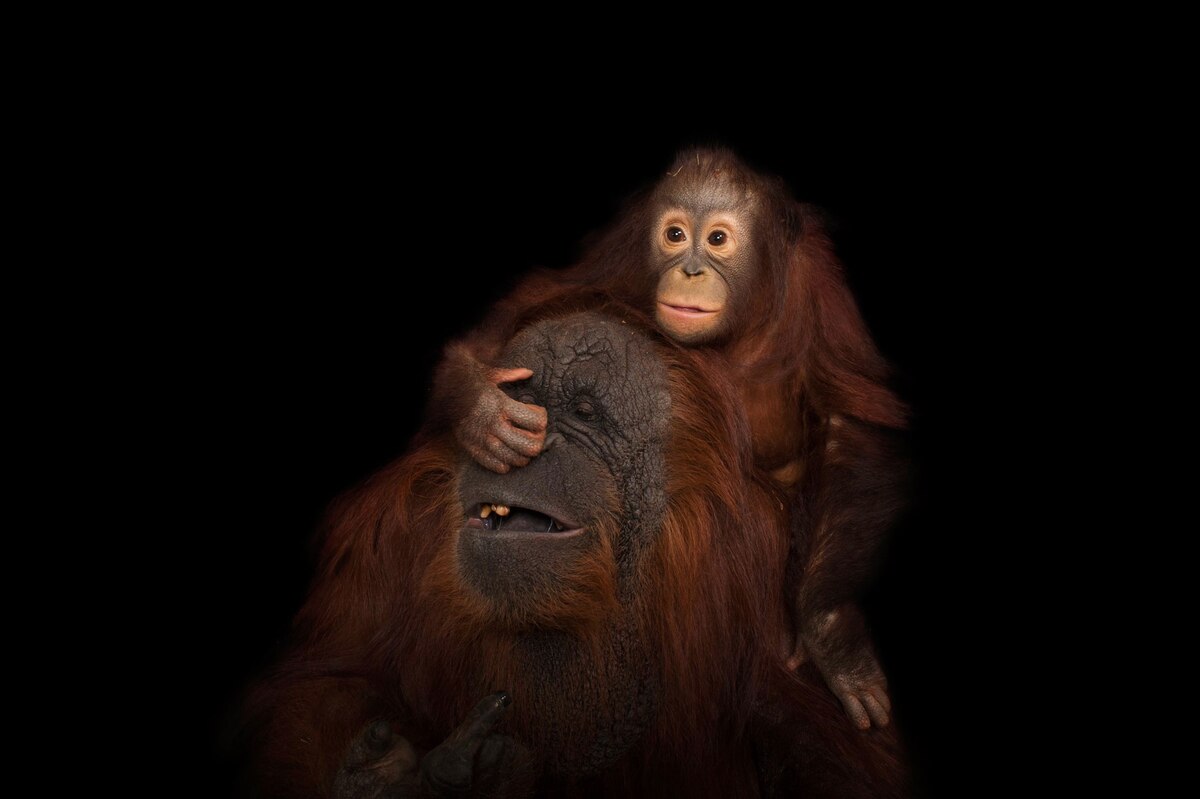 動物も親の心子知らず？ がんばる動物の母親たち　写真8点