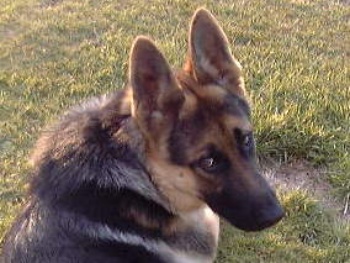 変身狼犬ザビール