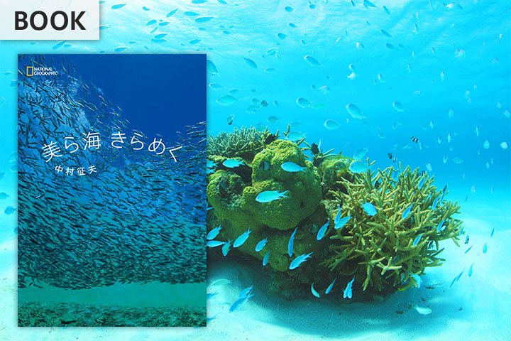 中古】 Blue lagoon マレーの海/小学館/中村征夫