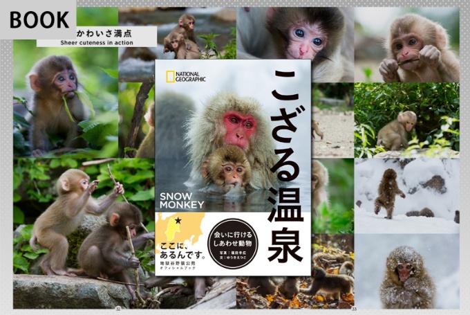 こざる温泉 ストア ナショナルジオグラフィック日本版サイト