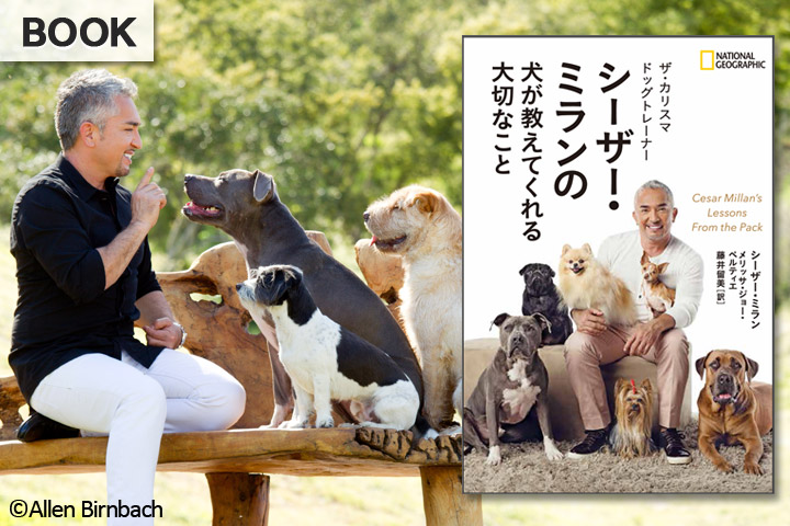 シーザー ミランの 犬が教えてくれる大切なこと ストア ナショナルジオグラフィック日本版サイト
