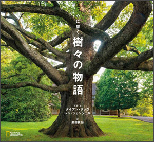 木々の隙間は 社会的距離戦略 かもしれない ナショナルジオグラフィック日本版サイト