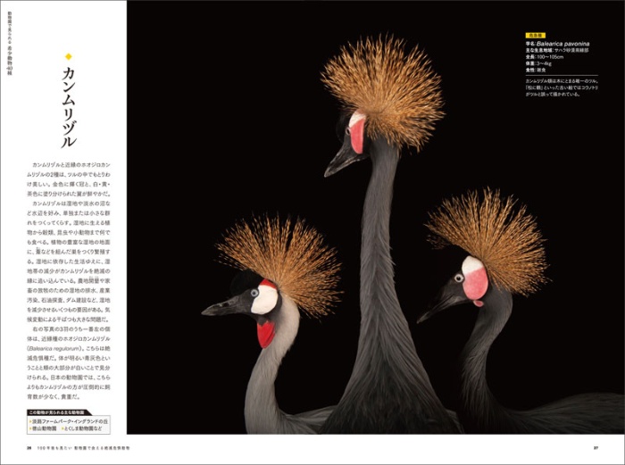 100年後も見たい 動物園で会える絶滅危惧動物 サンプル画像③