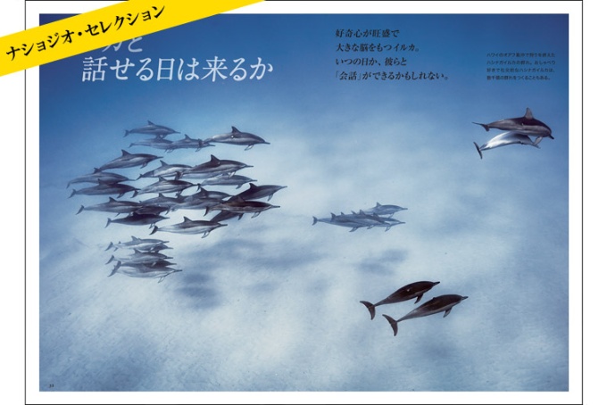 イルカと話せる日 ストア ナショナルジオグラフィック日本版サイト イルカと話せる日 ストア ナショナルジオグラフィック日本版サイト