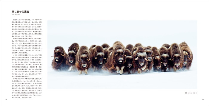 写真家だけが知っている 動物たちの物語ナショナルジオグラフィック日本版サイト