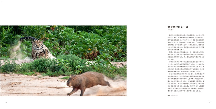 写真家だけが知っている 動物たちの物語 サンプル画像④