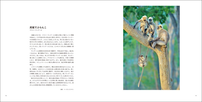 写真家だけが知っている 動物たちの物語 サンプル画像⑤