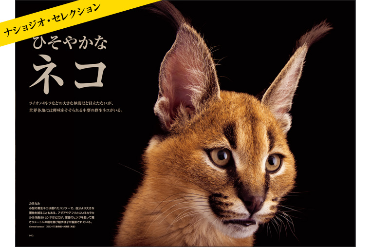 【中古】うち猫そと猫 (1982年) そとねこ - インプレスブックス