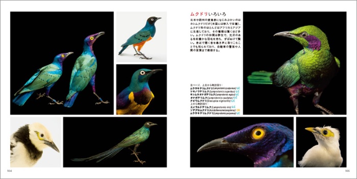 PHOTO ARK 鳥の箱舟 サンプル画像②