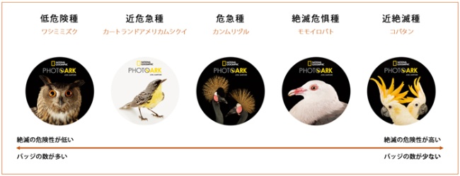 PHOTO ARK 鳥の箱舟 特典バッジの種類