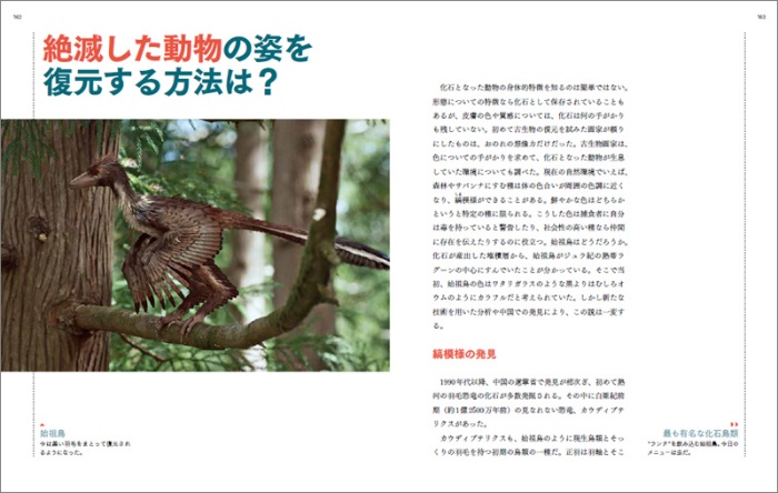 羽毛恐竜と巨大昆虫 サンプル画像⑥