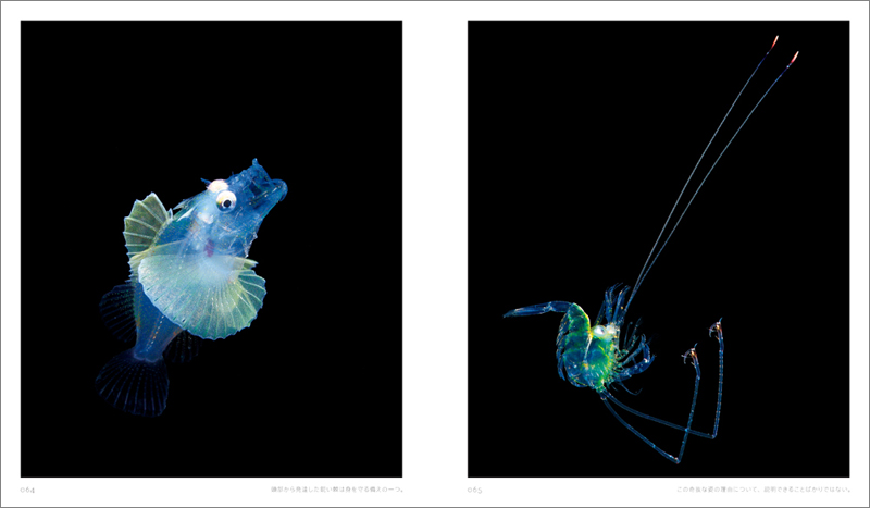 Jewels in the night sea 神秘のプランクトン | 書籍 | ナショナル ジオグラフィック日本版サイト