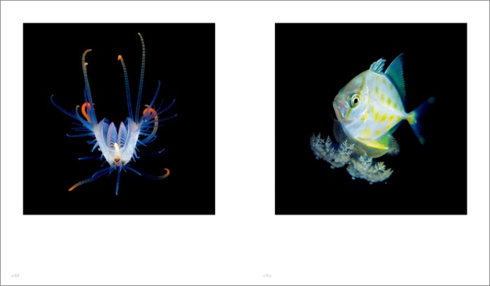 Jewels in the night sea 神秘のプランクトン サンプル画像⑤