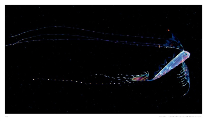 Jewels in the night sea 神秘のプランクトン サンプル画像⑥