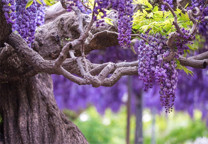 ふじのはな物語 Tales of Wisteria サンプル画像①