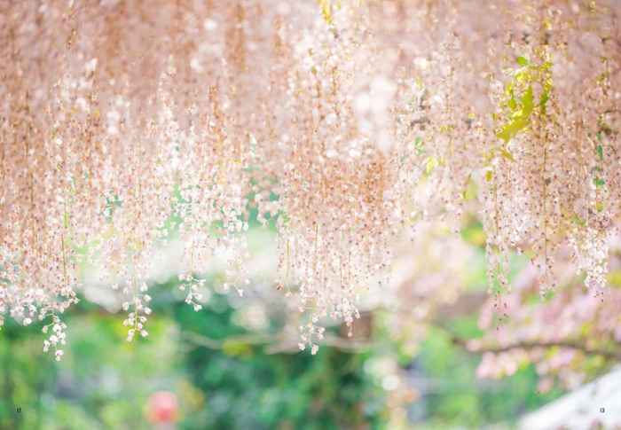 ふじのはな物語 Tales of Wisteria サンプル画像④