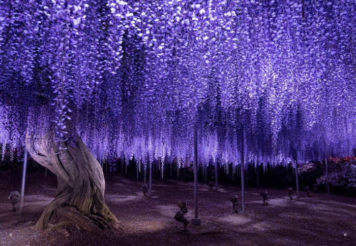 ふじのはな物語 Tales of Wisteria サンプル画像⑥