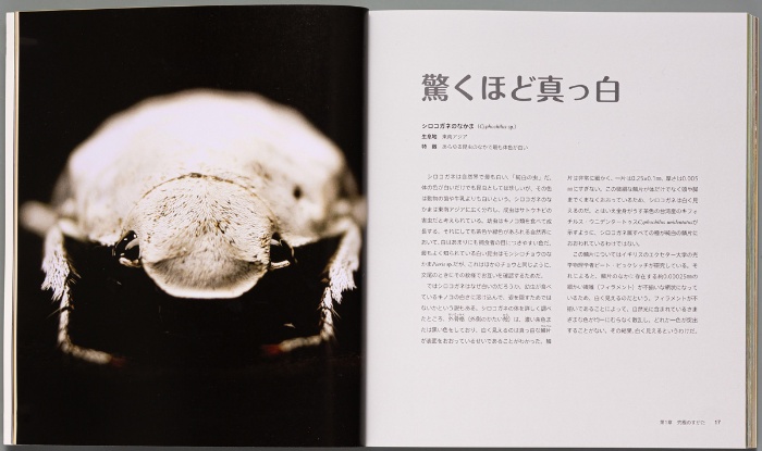ビジュアル 世界一の昆虫 コンパクト版 サンプル画像②