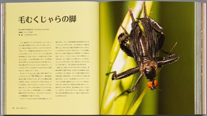 ビジュアル 世界一の昆虫 コンパクト版 サンプル画像④