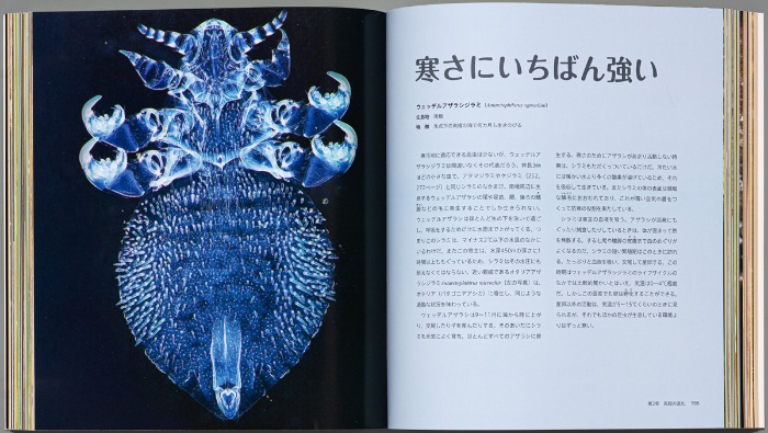 ビジュアル 世界一の昆虫 コンパクト版 サンプル画像⑥