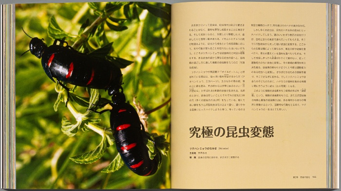 ビジュアル 世界一の昆虫 コンパクト版 サンプル画像⑦