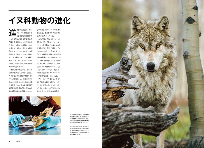 ナショナル ジオグラフィック別冊 犬の能力 サンプル画像②