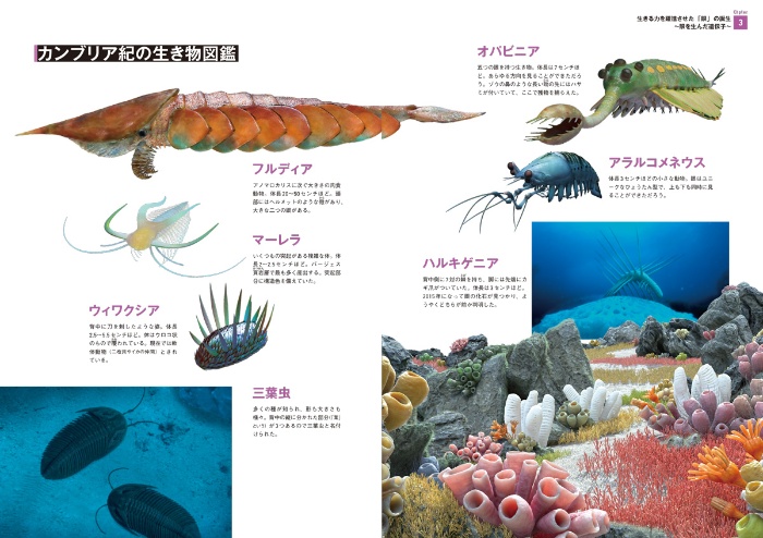 ダーウィンが来た! 生命大進化 第1集 生き物の原型が作られた(古生代~中生代 三畳紀) サンプル画像④ カンブリア紀の生き物図鑑