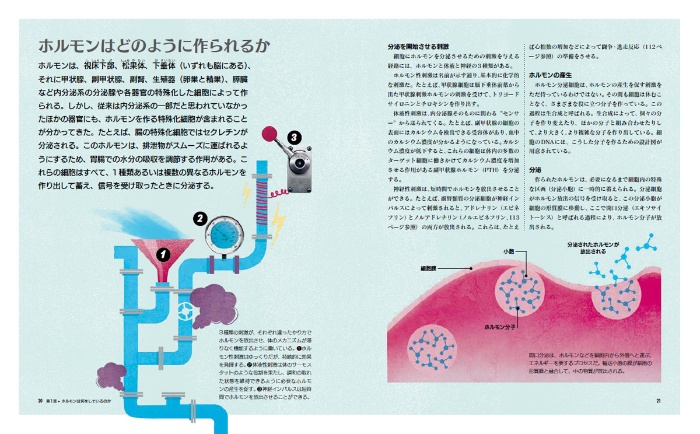 ビジュアル ホルモンのはたらき パーフェクトガイド サンプル画像①