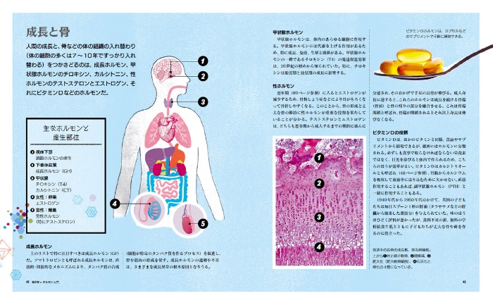 ビジュアル ホルモンのはたらき パーフェクトガイド サンプル画像②