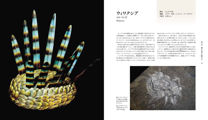 絶滅動物図鑑 地球から消えた生き物たち サンプル画像② ウィワクシア