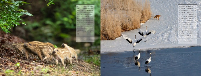 動物たちのしあわせの瞬間 増補版 サンプル画像⑤