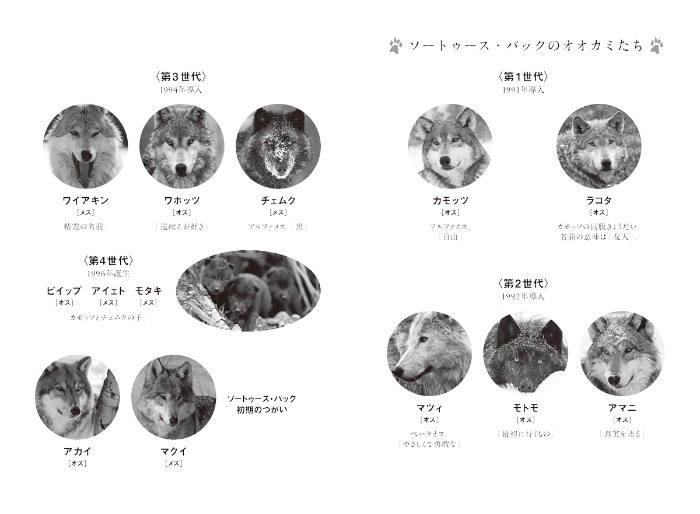オオカミの知恵と愛 サンプル画像② ソートゥースのオオカミたち
