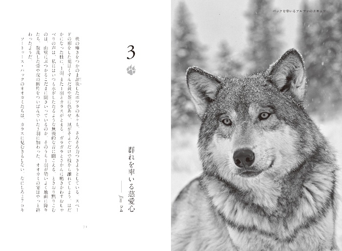 オオカミの知恵と愛 サンプル画像④ 群れを率いる慈愛心