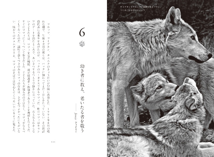 オオカミの知恵と愛 サンプル画像⑤ 幼き者に教え、老いたるものを敬う