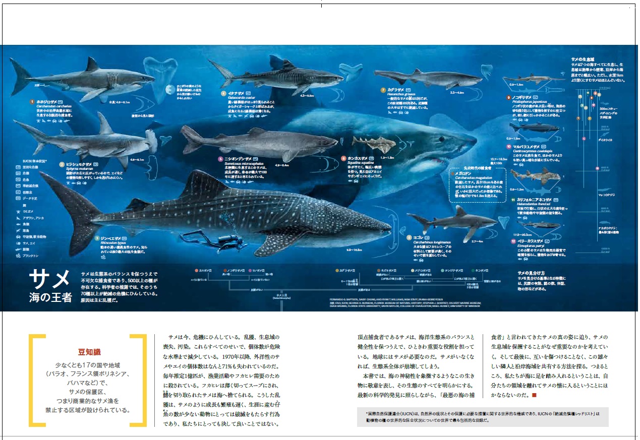 真説・サメ 謎に満ちたすごい生態 | 書籍 | ナショナル ジオ