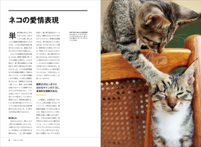 ネコ全史 君たちはなぜそんなに愛されるのかナショナルジオグラフィック日本版サイト