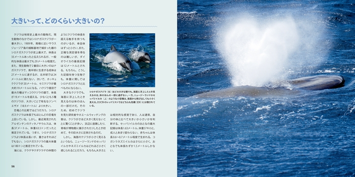 ビジュアル クジラ＆イルカ大図鑑 | 書籍 | ナショナル ジオグラフィック日本版サイト