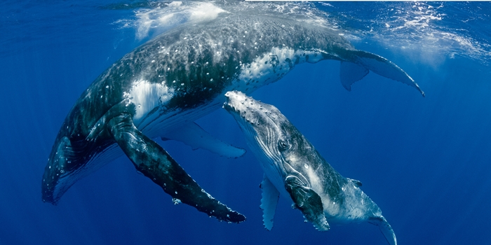 ビジュアル クジラ＆イルカ大図鑑 | 書籍 | ナショナル ジオ