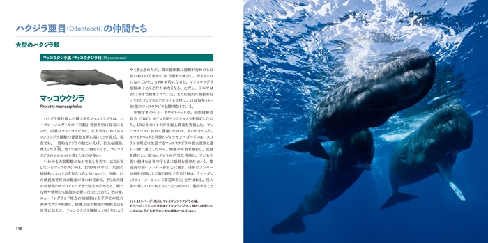 ビジュアル クジラ＆イルカ大図鑑 | 書籍 | ナショナル ジオ