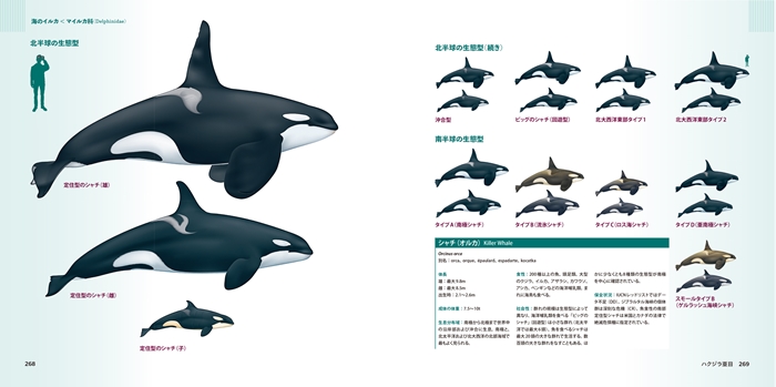 ビジュアル クジラ＆イルカ大図鑑 | 書籍 | ナショナル ジオ