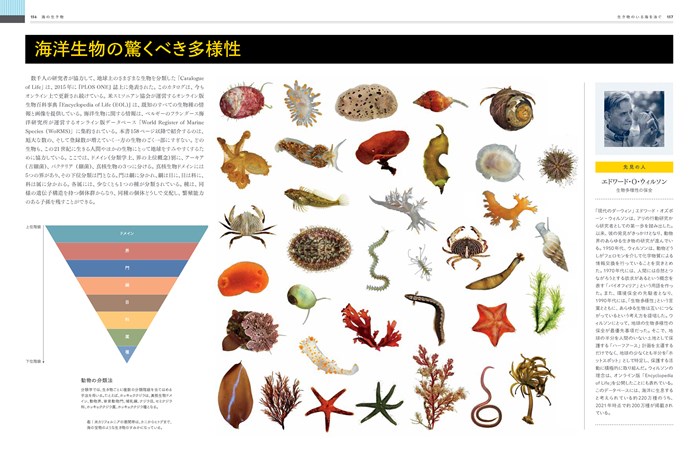 ＯＣＥＡＮ ビジュアル海大図鑑 | 書籍 | ナショナル ジオグラフィック日本版サイト