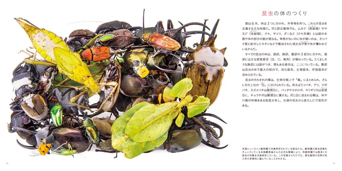 洋書　INSECTS IN FLIGHT 昆虫の飛行　大型写真集 洋書 INSECTS IN FLIGHT 昆虫の飛行 大型写真集