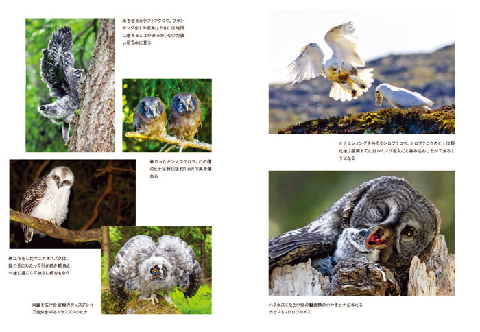 フクロウ 地球上で最も謎めいた鳥の科学 | 書籍 | ナショナル ジオ