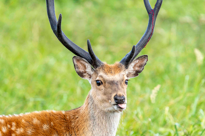 A YEAR OF DEER エゾシカ、ツノの記憶 | 書籍 | ナショナル ジオ