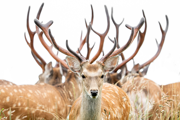 A YEAR OF DEER エゾシカ、ツノの記憶 | 書籍 | ナショナル ジオ