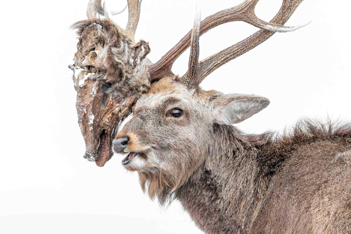 A YEAR OF DEER エゾシカ、ツノの記憶 | 書籍 | ナショナル ジオ