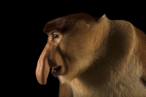 シンガポール動物園で撮影したテングザル。絶滅危惧種。(JOEL SARTORE/NATIONAL GEOGRAPHIC PHOTO ARK)