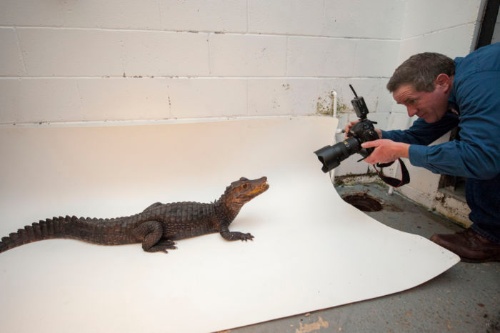 米国のサンセット動物園でワニの一種、コビトカイマンを撮影するジョエル・サートレイ(JOEL SARTORE/NATIONAL GEOGRAPHIC PHOTO ARK)